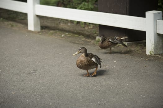 Mallard and American black duck hens (Anas platyrhynchos and Anas rubripes)