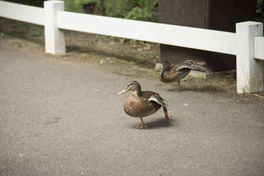 Mallard and American black duck hens (Anas platyrhynchos and Anas rubripes)