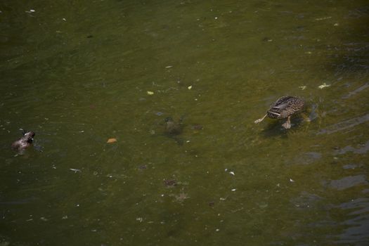 American black duck hens (Anas rubripes) diving for food