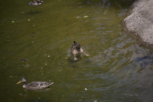 American black duck hens (Anas rubripes) diving for food