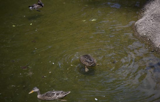 American black duck hens (Anas rubripes) diving for food