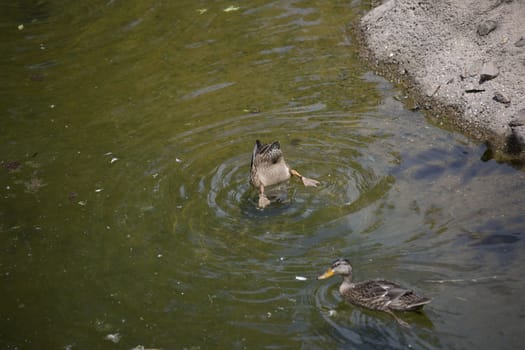 American black duck hens (Anas rubripes) diving for food