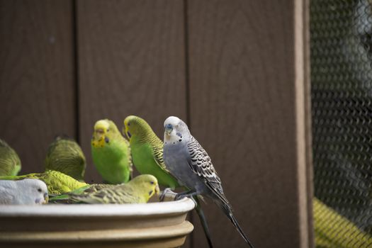 Budgies at a feeding trough