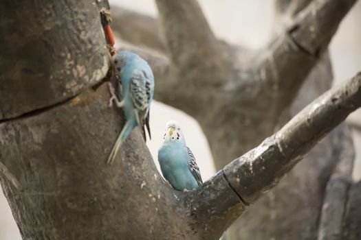 Blue and white budgie birds in a tree