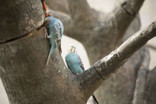 Blue and white budgie birds in a tree