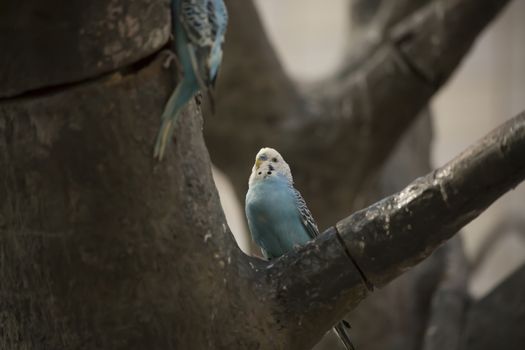 Blue and white budgie birds in a tree