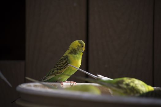 Budgie feeding among a flock