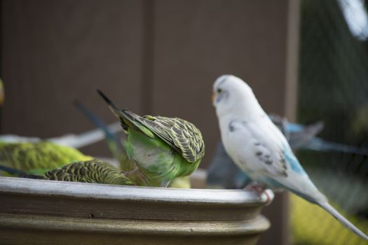 Budgie feeding among a flock