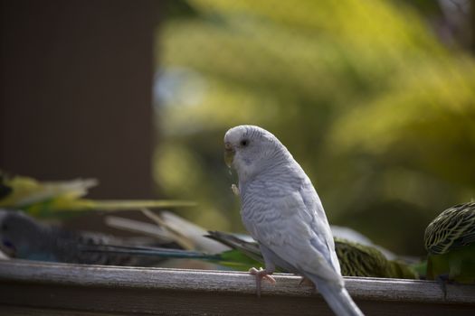 Budgie feeding among a flock