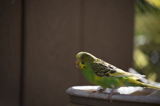 Budgie feeding among a flock