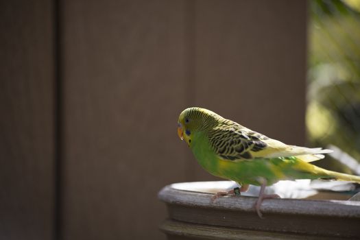 Budgie feeding among a flock