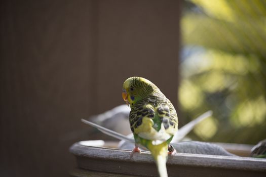 Budgie feeding among a flock