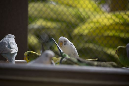 Budgies at a feeding trough