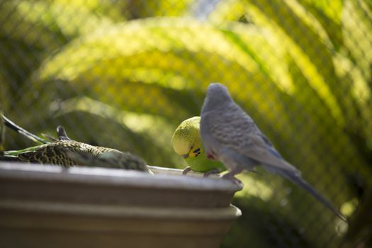 Flock of budgies at a feeder