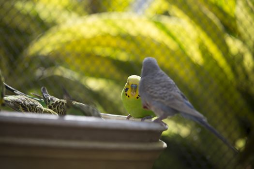 Flock of budgies at a feeder