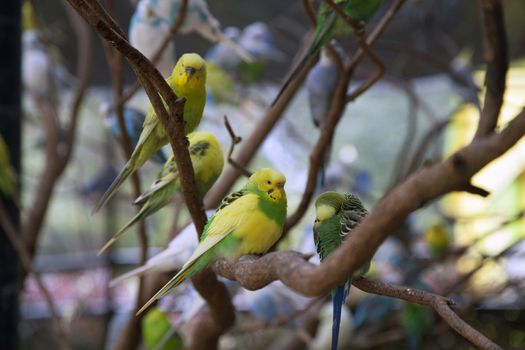 Budgies on branches