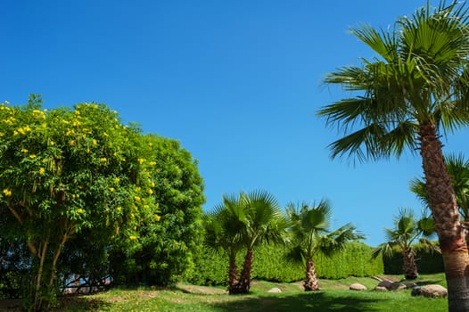 beautiful park with Palm trees against the blue sky.