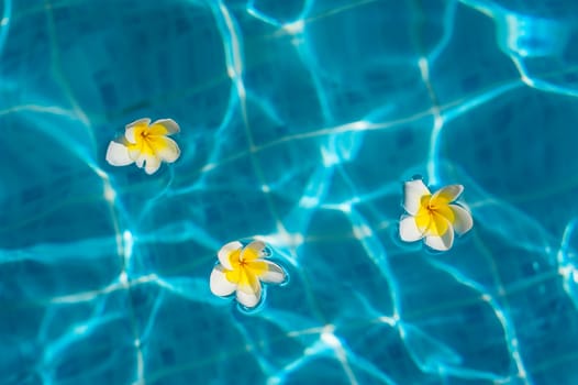 three flowers of bougainvillea in the blue pool