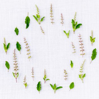 The circle of fresh holy basil flower and holy basil leaves from the garden on white fabric background.