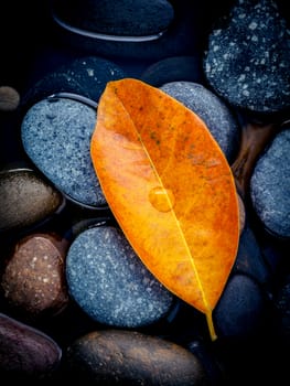 Autumn season and peaceful concepts. Orange leaves falling on river stone . Abstract background of autumn leaves on black stone with water drop.