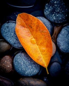 Autumn season and peaceful concepts. Orange leaves falling on river stone . Abstract background of autumn leaves on black stone with water drop.