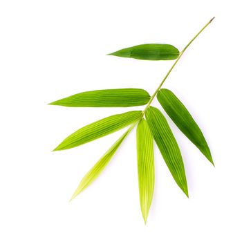 Branch of bamboo leaves isolated on white background. Botanical zen forest. Tropical spa decoration. Backdrop with copy space.