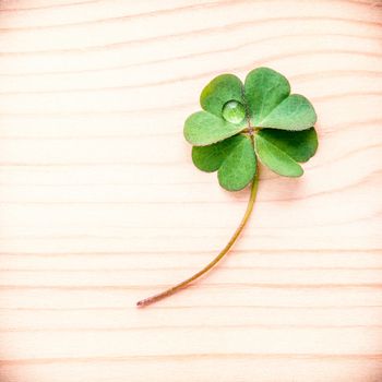Clovers leaves on Stone .The symbolic of Four Leaf Clover the first is for faith, the second is for hope, the third is for love, and the fourth is for luck. Clover and shamrocks is symbolic dreams .