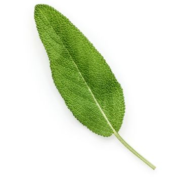 Closeup of single fresh sage leaves isolated on white background .