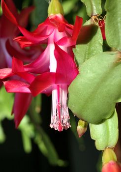 Buds of the Christmas Cactus flower in macro. Selected focus, small depth of field.