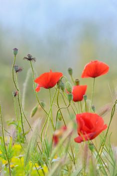 Field of bright red corn poppy flowers 