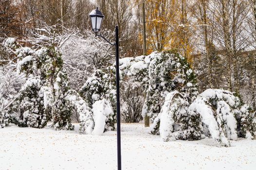 the lone lantern in the park in the winter