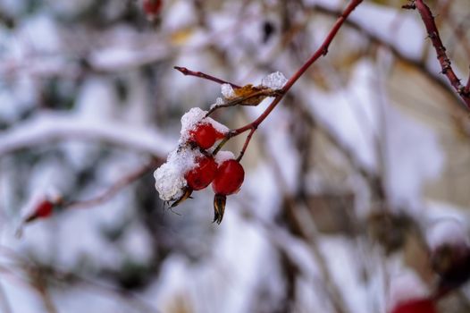 red berries of wild rose covered with snow