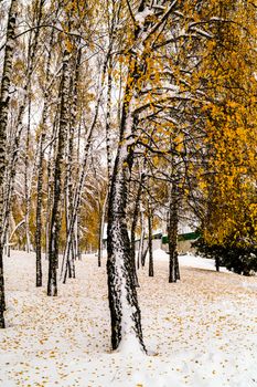 yellow birch covered with snow