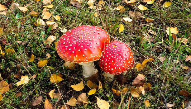 find beautiful mushrooms hidden in the grass