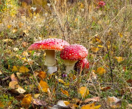 beautiful mushrooms hidden in the grass
