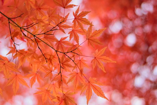 Vibrant Japanese Autumn Maple leaves Landscape with blurred background in horizontal frame