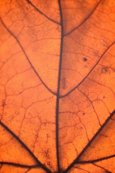 Macro texture of autumn maple leaf details in vertical frame