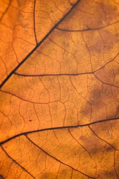 Macro texture of autumn maple leaf details in vertical frame