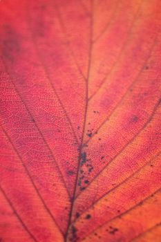 Macro colorful autumn texture of cherry tree leaf in vertical frame