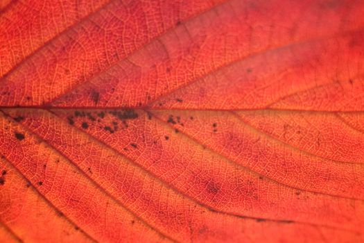 Macro colorful autumn texture of cherry tree leaf in horizontal frame