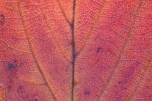 Macro colorful autumn texture of cherry tree leaf in horizontal frame