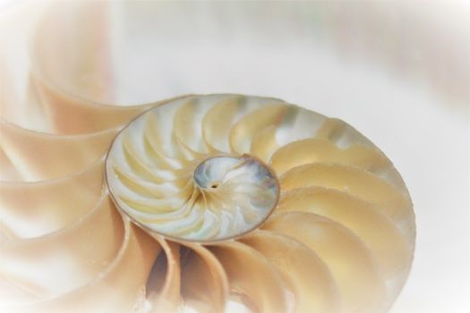 fibonacci pattern in cross section nautilus shell mollusk sea shell 