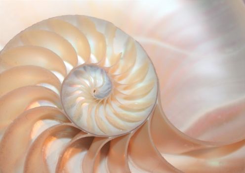 fibonacci pattern in cross section nautilus shell mollusk sea shell 