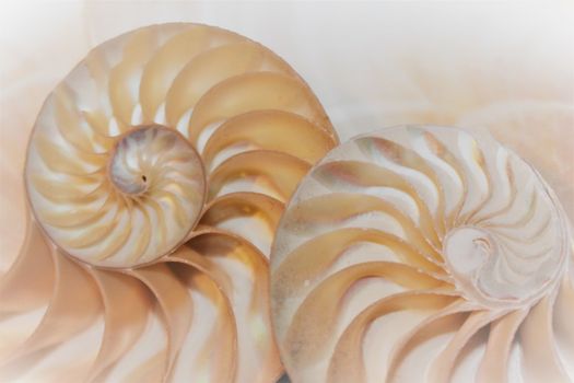 fibonacci pattern in cross section nautilus shell mollusk sea shell 