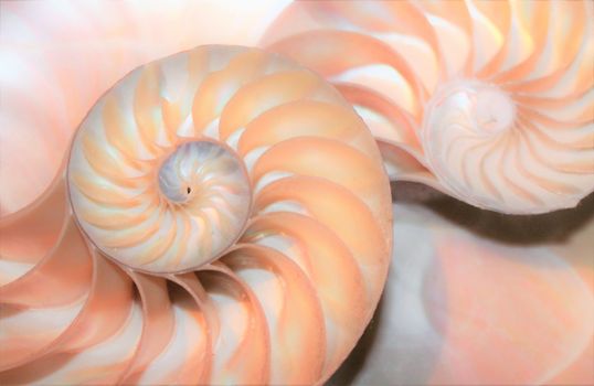 fibonacci pattern in cross section nautilus shell mollusk sea shell 