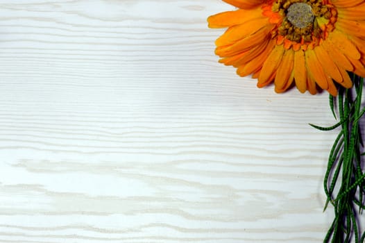 Cornflower orange flower with an ivy on a white wooden background