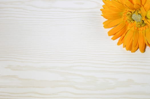 Cornflower orange flower with an ivy on a white wooden background