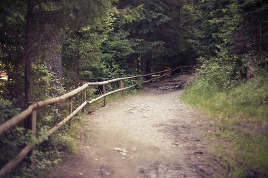 Rural nature in mountain. Path in wild forest with fence