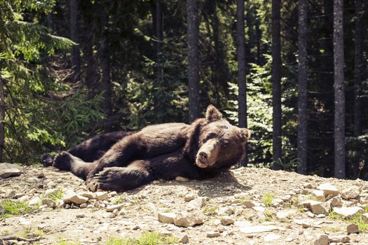 Big Brown Bear in the forest. Predatory brown grizzly bear in the wild world