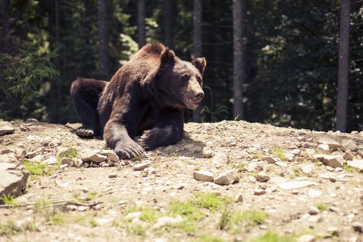 Big Brown Bear in the forest. Predatory brown grizzly bear in the wild world